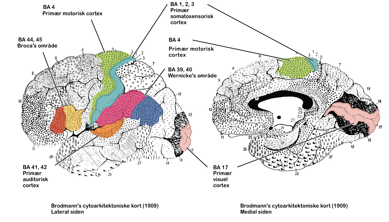 Brodmann rettet.png