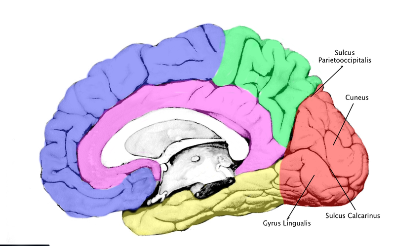 Fil:Occipital1.png