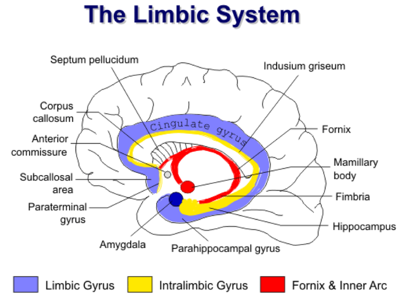 Fil:Limbic1.png