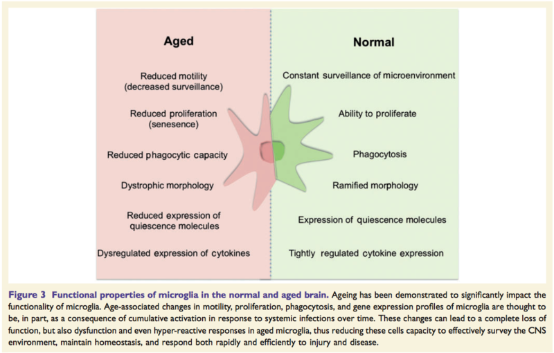 Fil:Microglia 2.png