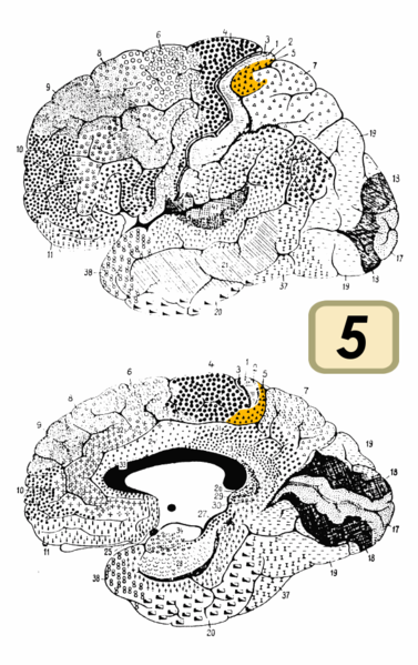Fil:Brodmann Cytoarchitectonics 5.png