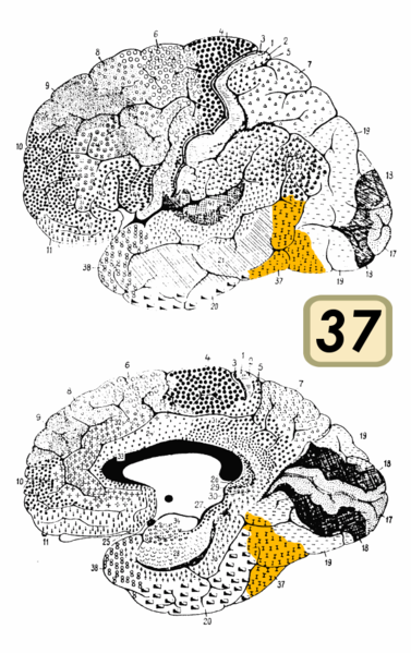 Fil:Brodmann Cytoarchitectonics 37.png