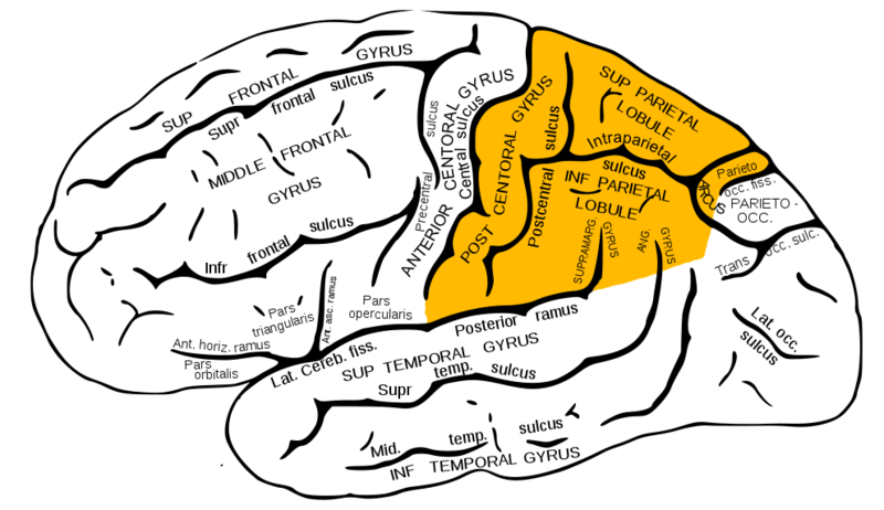 Fil:Parietal konveks.png