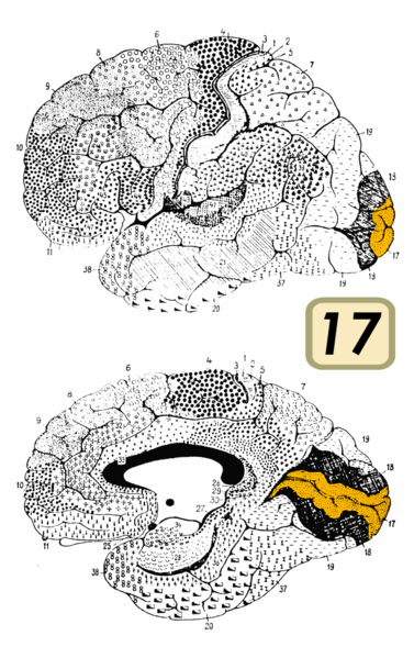 Fil:Brodmann Cytoarchitectonics 17.png