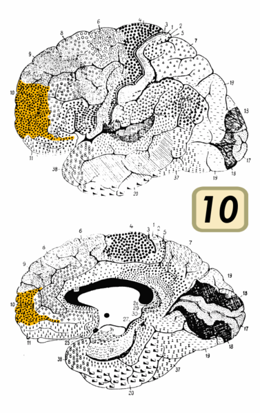Fil:Brodmann Cytoarchitectonics 10.png