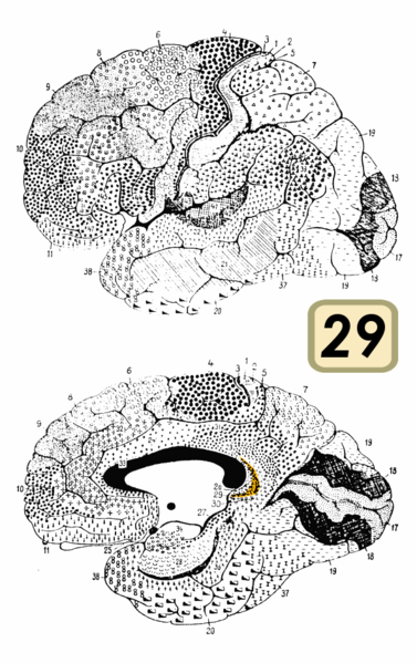 Fil:Brodmann Cytoarchitectonics 29.png