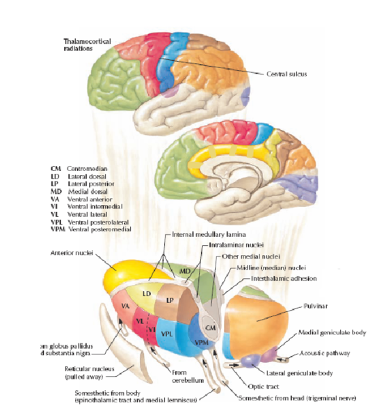 Fil:Thalamus3.png