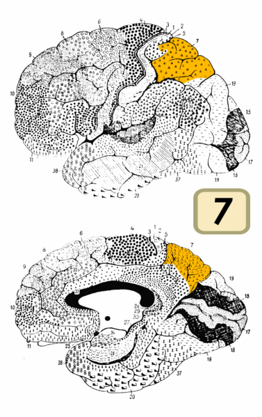 Fil:Brodmann Cytoarchitectonics 7.png