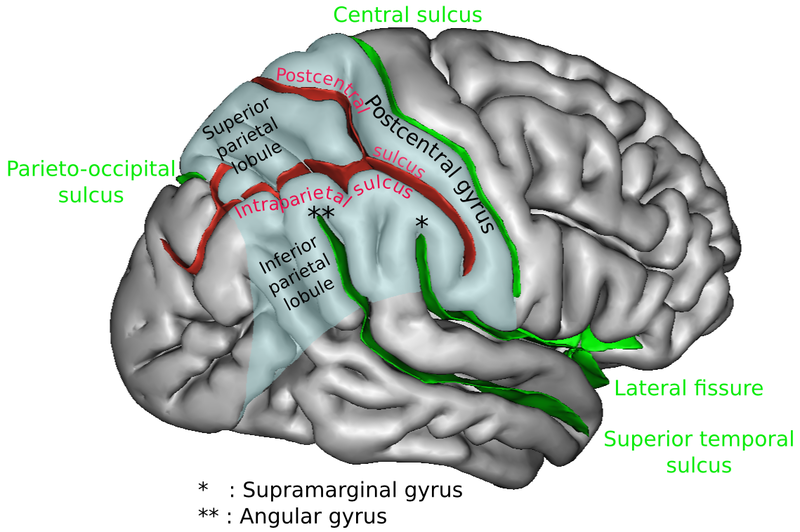 Fil:Parietal 2.png
