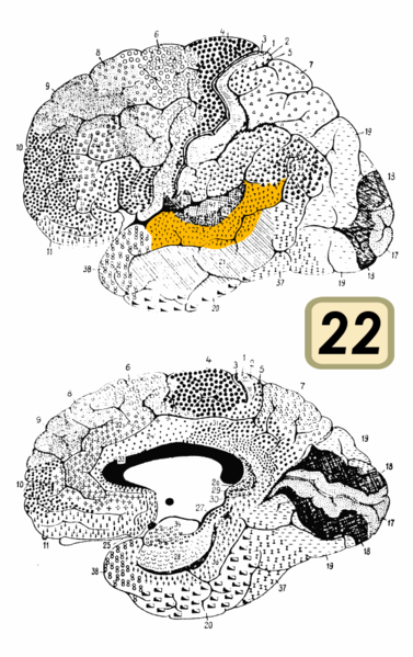 Fil:Brodmann Cytoarchitectonics 22.png