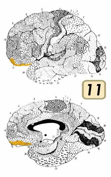 Fil:Brodmann Cytoarchitectonics 11.png