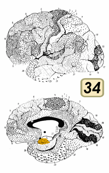 Fil:Brodmann Cytoarchitectonics 34.png
