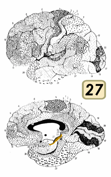 Fil:Brodmann Cytoarchitectonics 27.png