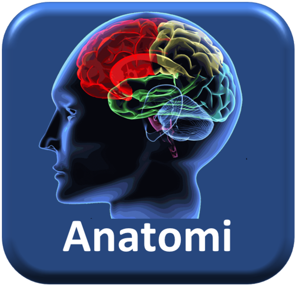 Fil:Anatomi4.png