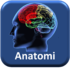 Neuroanatomi