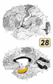 Brodmann Cytoarchitectonics 28.png