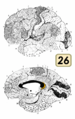 Brodmann Cytoarchitectonics 26.png