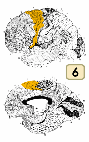 Fil:Brodmann Cytoarchitectonics 6.png