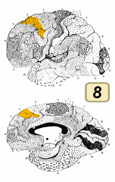 Fil:Brodmann Cytoarchitectonics 8.png