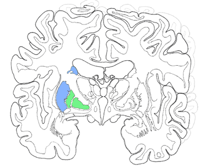 Pallidus - NeuroWiki