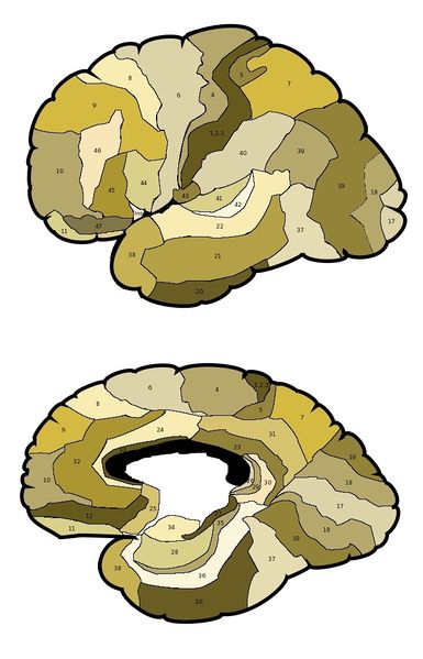 Fil:BrodmannsAreas 1.jpg