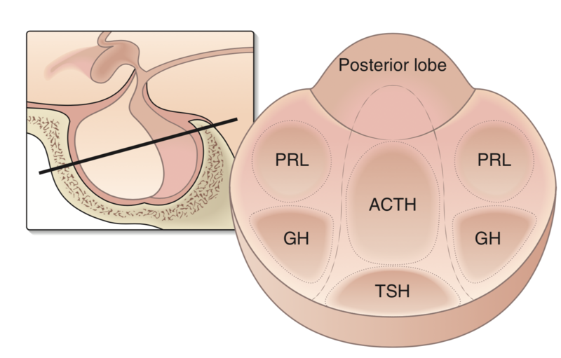 Fil:Hypofysehormonregioner.png