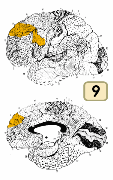 Fil:Brodmann Cytoarchitectonics 9.png