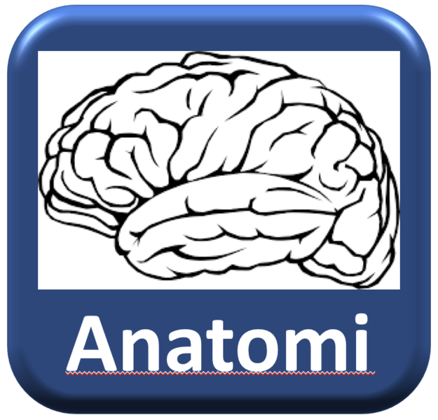 Fil:Anatomi1.png