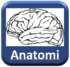 Neuroanatomi