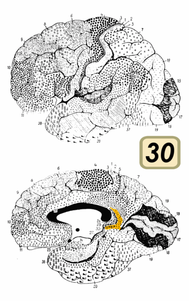 Fil:Brodmann Cytoarchitectonics 30.png