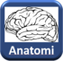 Neuroanatomi