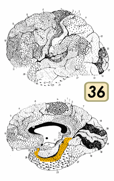 Fil:Brodmann Cytoarchitectonics 36.png