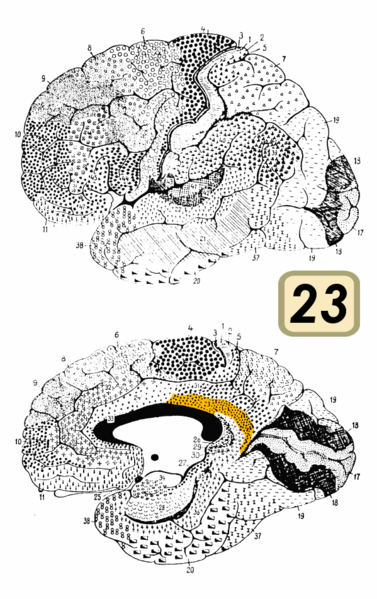 Fil:Brodmann Cytoarchitectonics 23.png