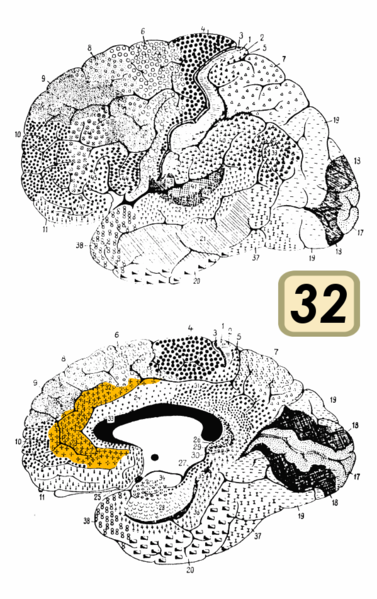 Fil:Brodmann Cytoarchitectonics 32.png