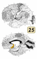 250px-Brodmann Cytoarchitectonics 25.png