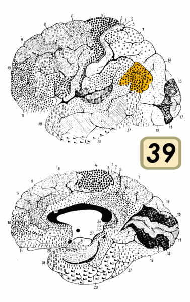 Fil:Brodmann Cytoarchitectonics 39.png
