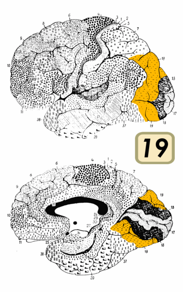 Fil:Brodmann Cytoarchitectonics 19.png