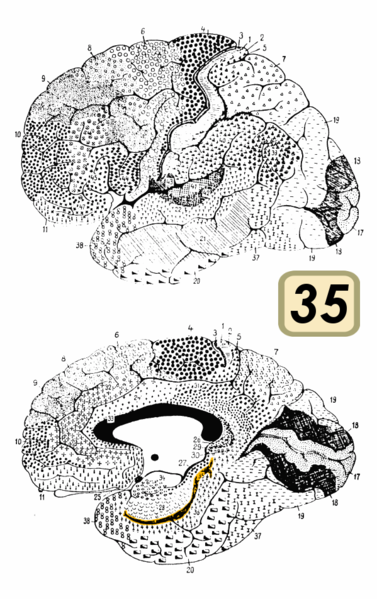 Fil:Brodmann Cytoarchitectonics 35.png