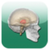 Neuroanatomi