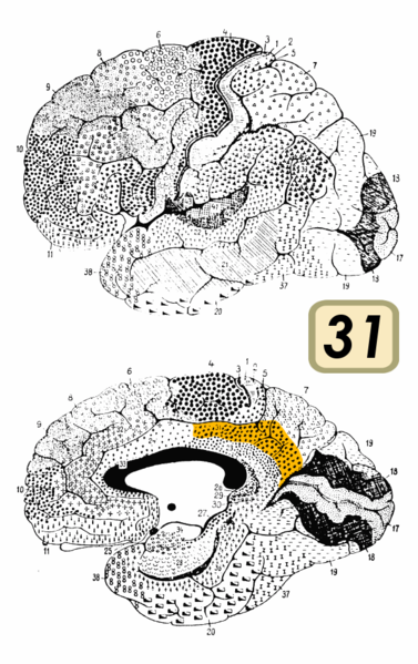 Fil:Brodmann Cytoarchitectonics 31.png