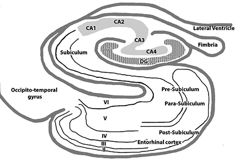 Fil:Hippocampus1.png