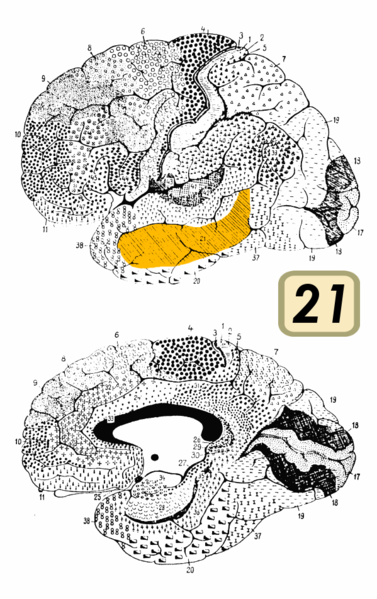 Fil:Brodmann Cytoarchitectonics 21.png