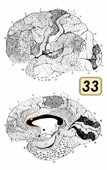 Fil:Brodmann Cytoarchitectonics 33.png