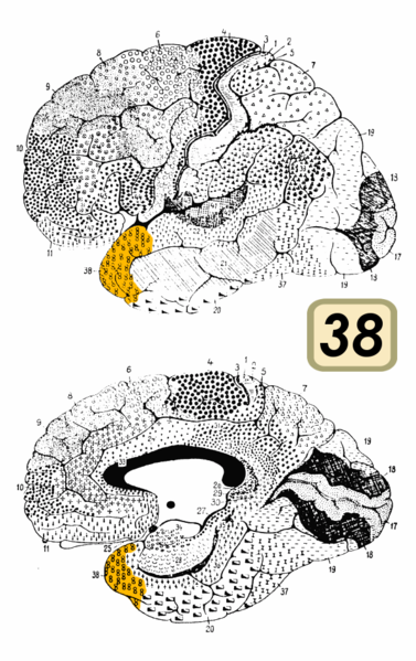 Fil:Brodmann Cytoarchitectonics 38.png