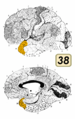 Brodmann Cytoarchitectonics 38.png